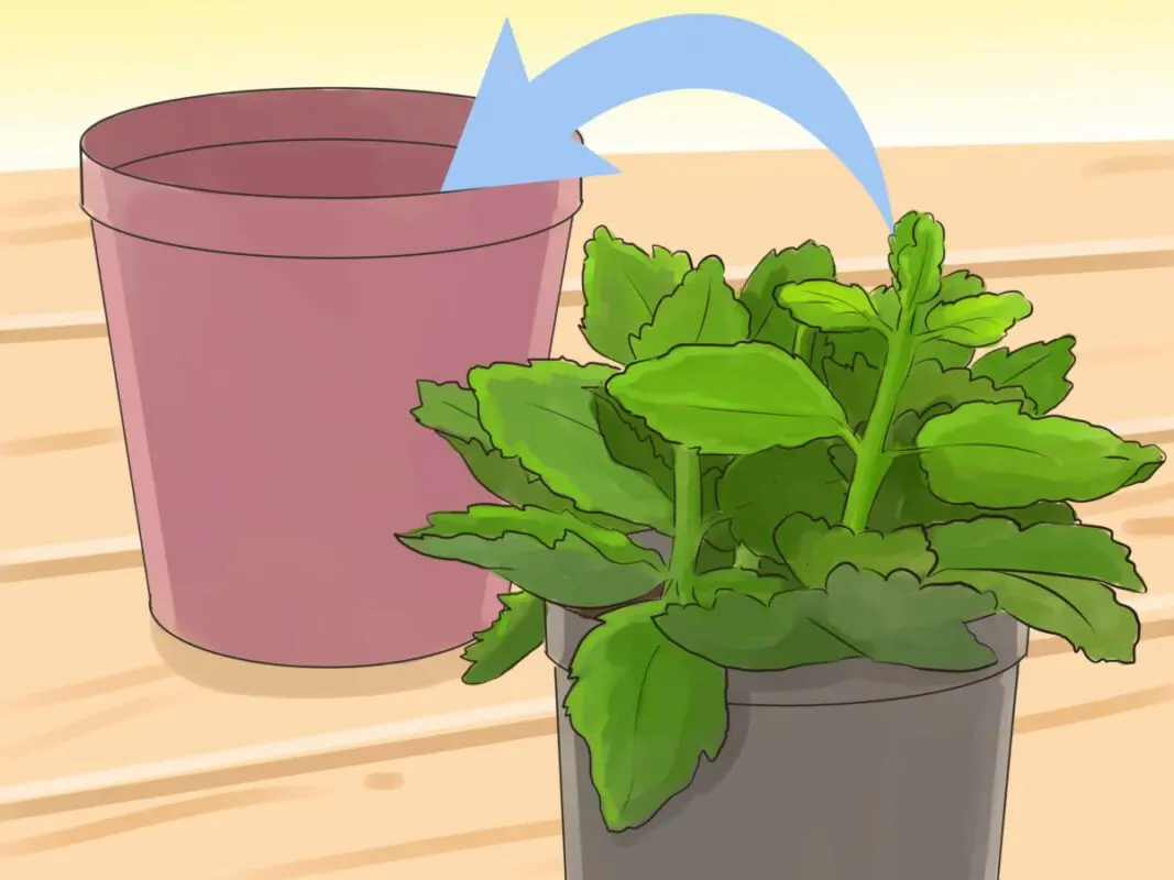 How to cut Kalanchoe at home