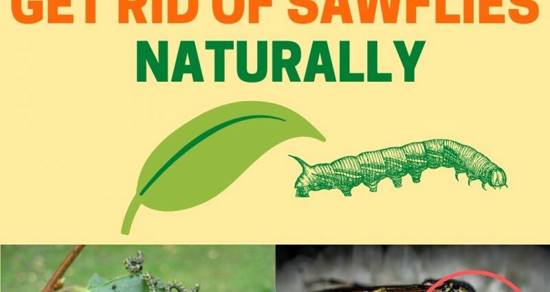 How to deal with a sawfly