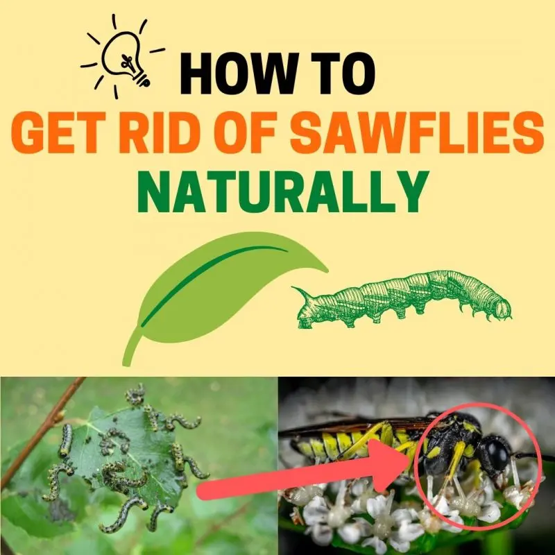 How to deal with a sawfly