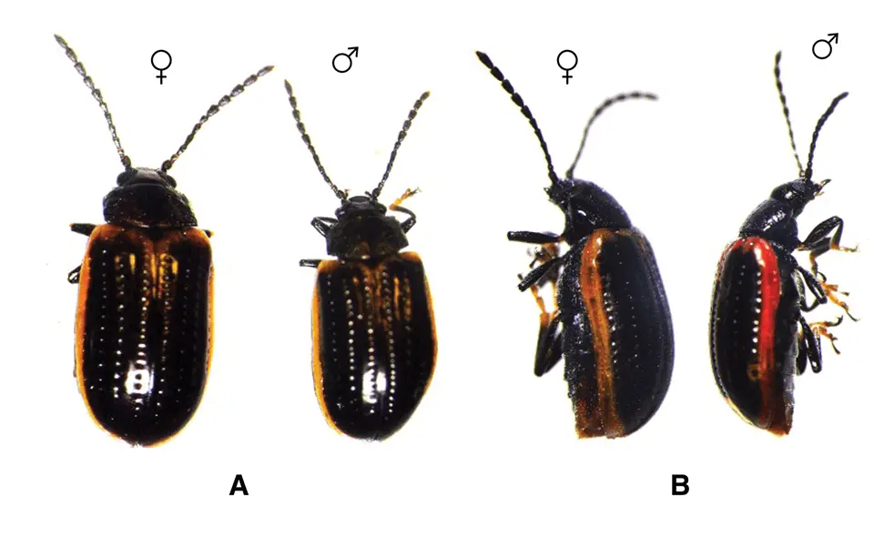 How to deal with leaf beetles