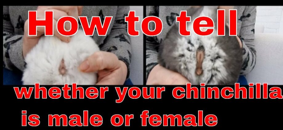 How to distinguish a boy&#8217;s chinchilla from a girl