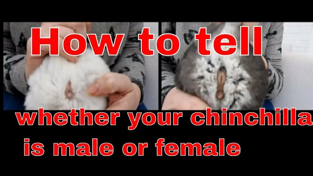 How to distinguish a boy&#8217;s chinchilla from a girl