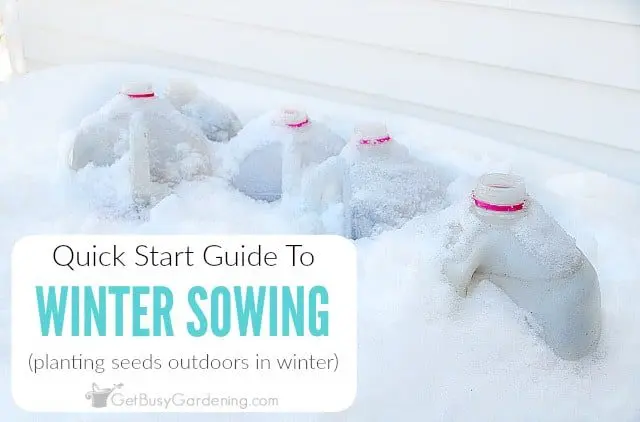 How to do winter sowing correctly: tips