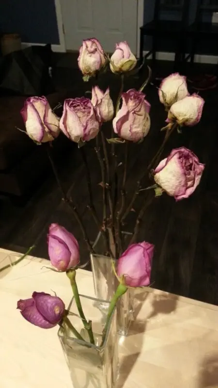 How to dry a rose at home