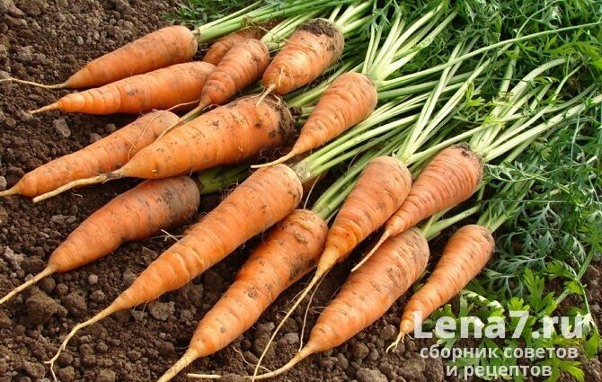 How to dry carrots for the winter; in an electric dryer