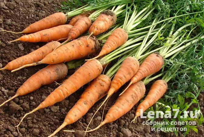 How to dry carrots for the winter; in an electric dryer