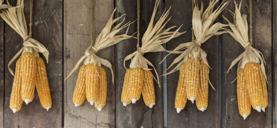 How to dry corn at home