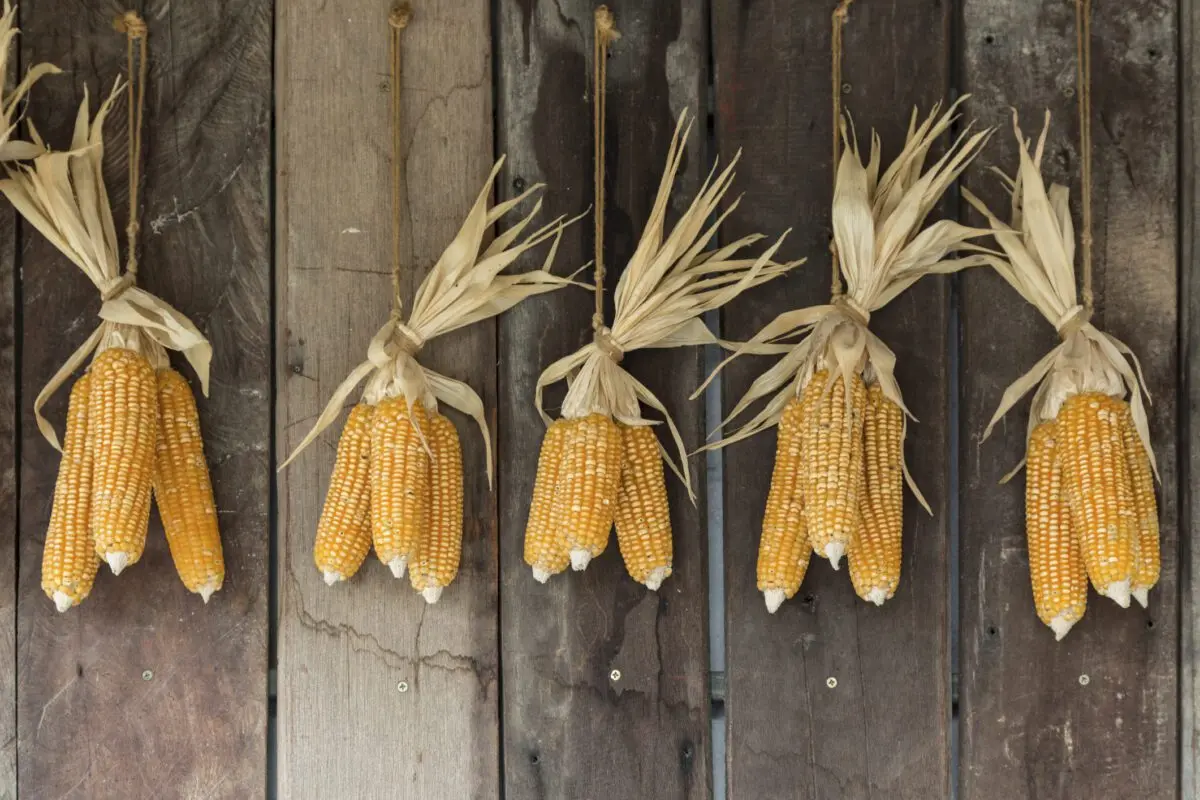 How to dry corn at home