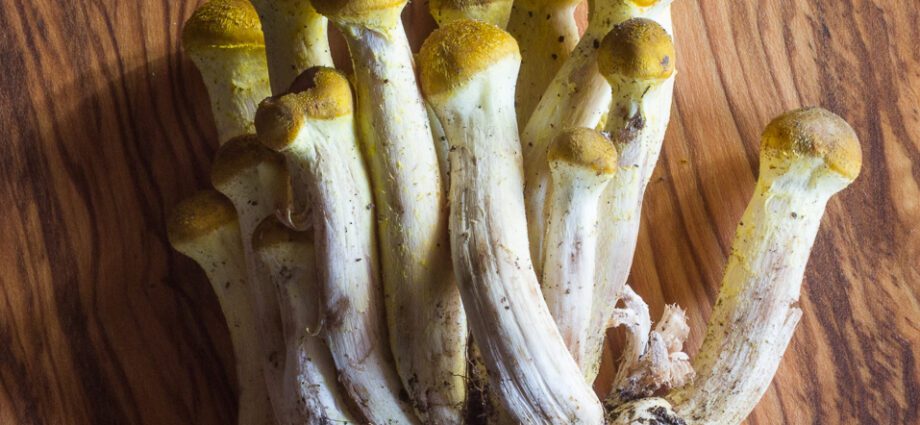 How to dry honey mushrooms at home