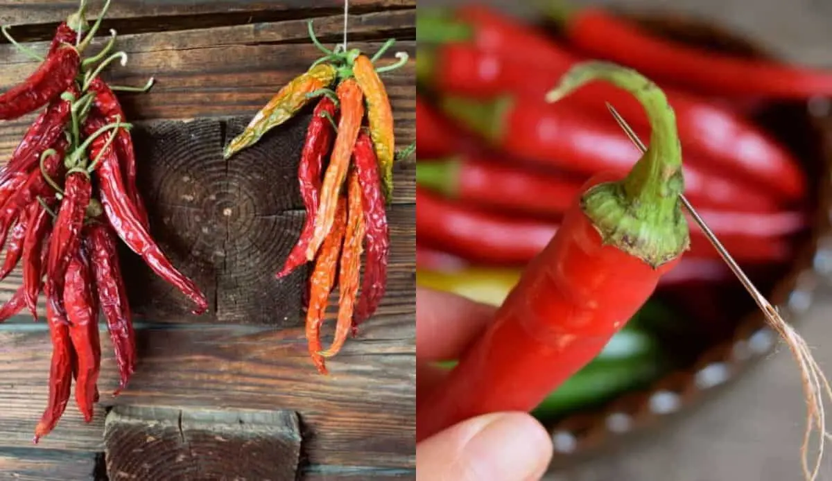 How to dry hot peppers at home