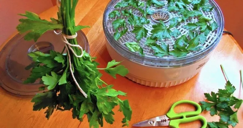 How to dry parsley at home for the winter