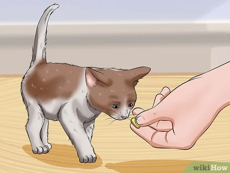 How to educate a kitten?