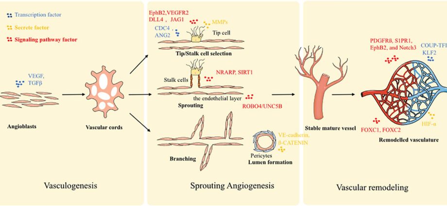 How to eliminate the vascular network on the face. Video