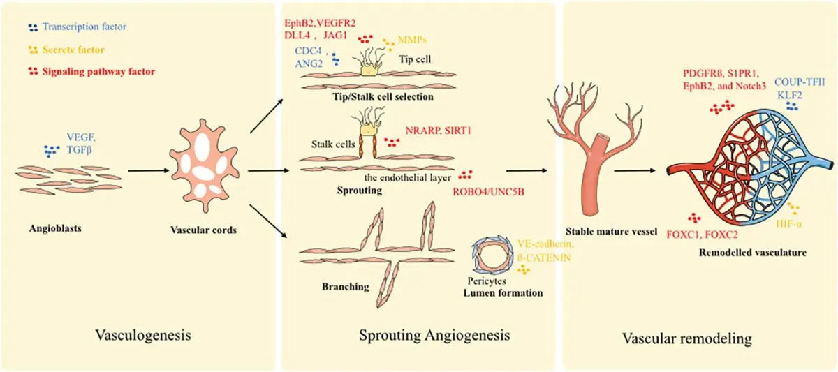 How to eliminate the vascular network on the face. Video