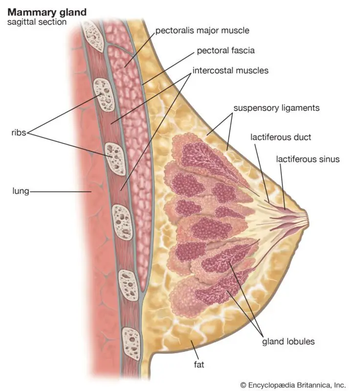 How to enlarge the mammary glands at home with folk remedies