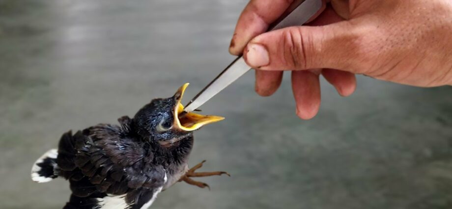 Kako nahraniti pticu?