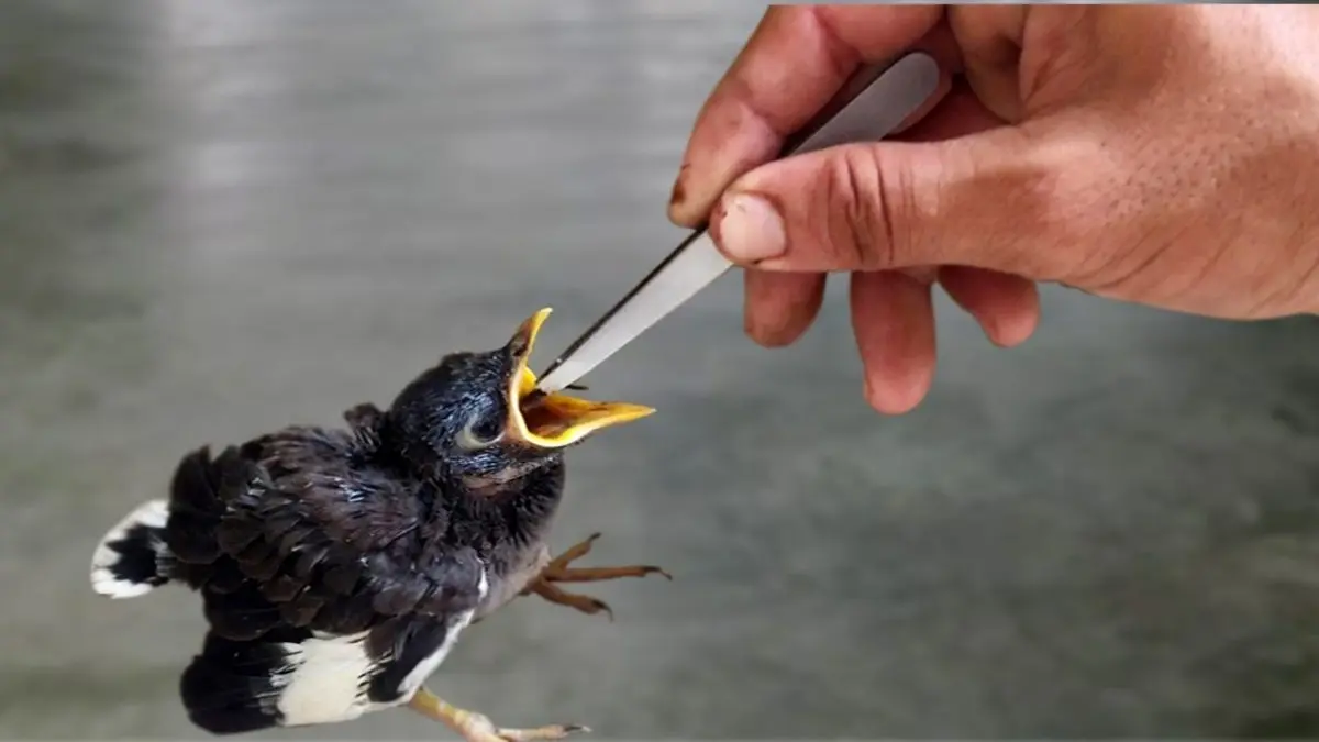 How to feed a baby bird?