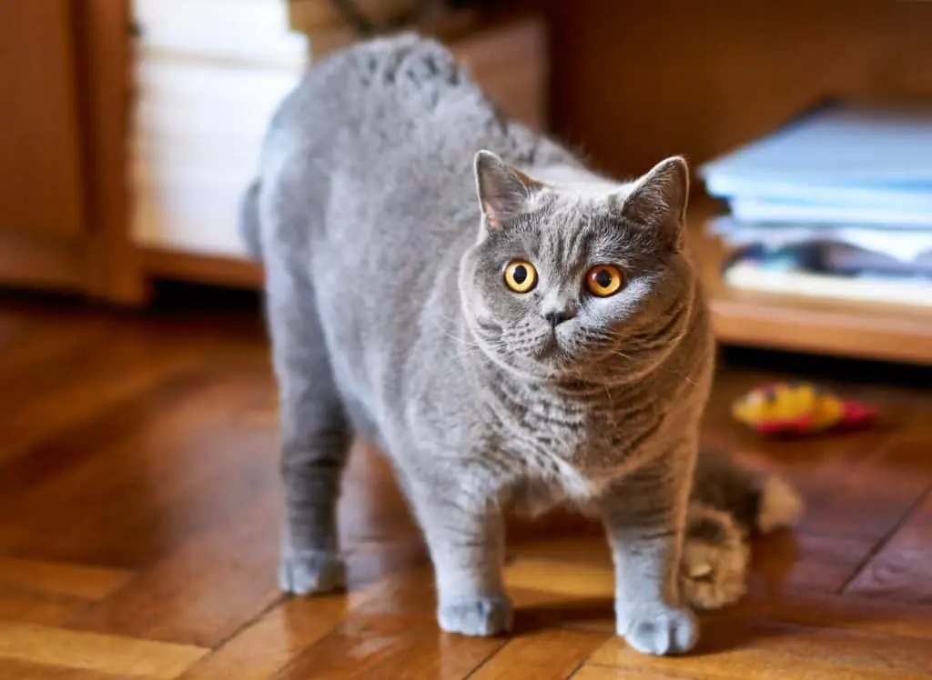 How to feed a British cat