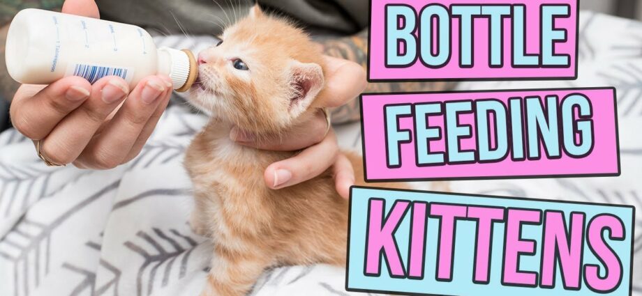 How to feed a kitten?