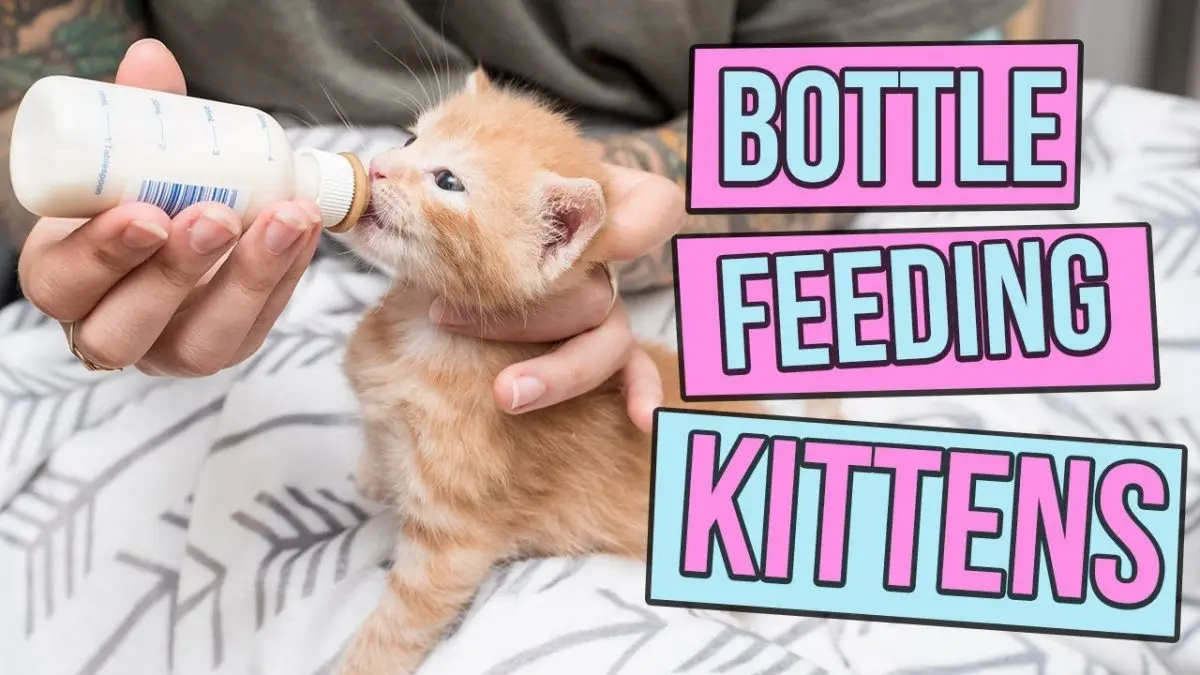 How to feed a kitten?