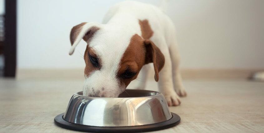 How to feed a puppy, care for a puppy, how to care