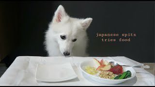 How to feed a Spitz, how to properly feed a Spitz