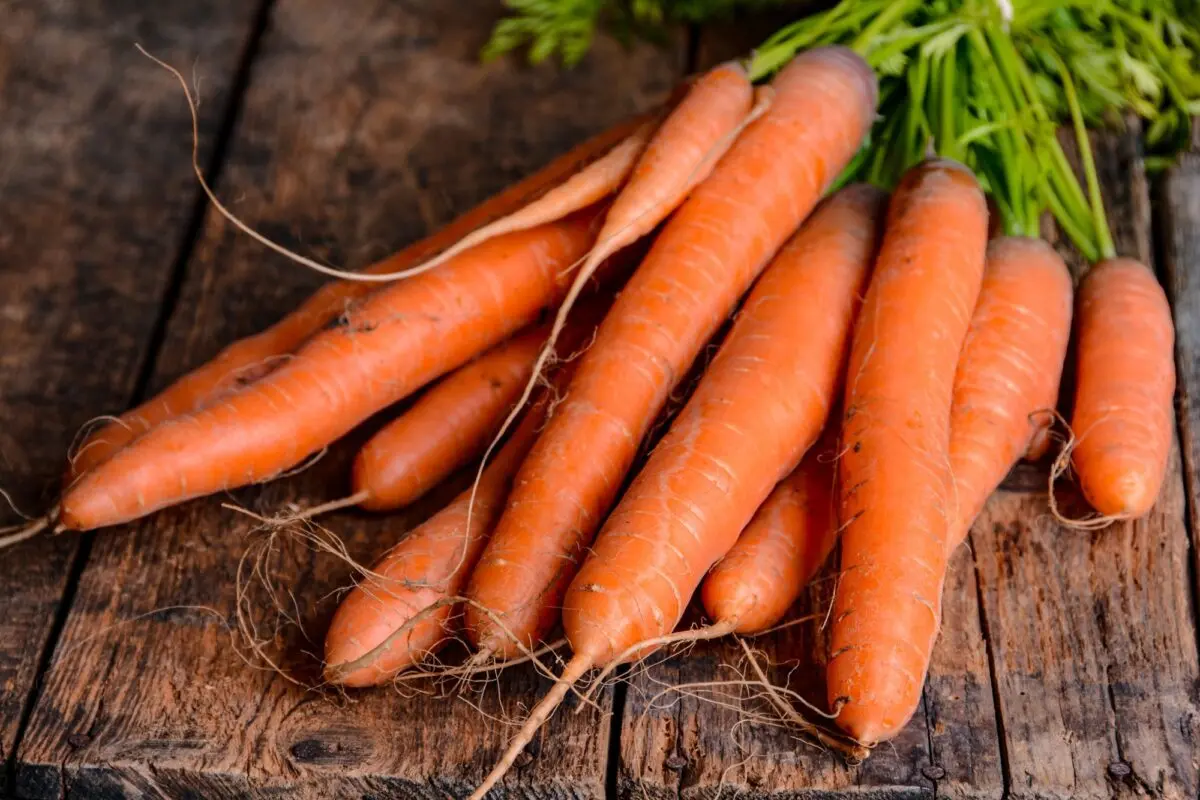 Watering carrots in August