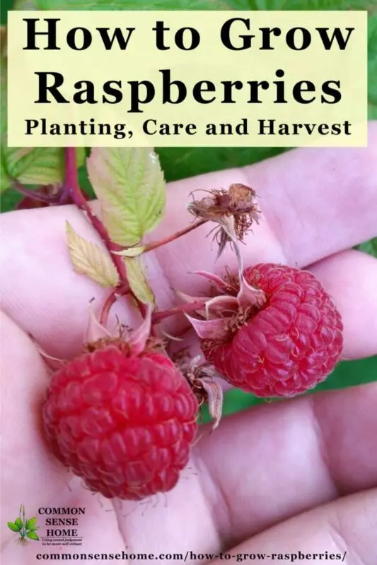 How to fertilize raspberries for a better harvest: for the winter, when planting