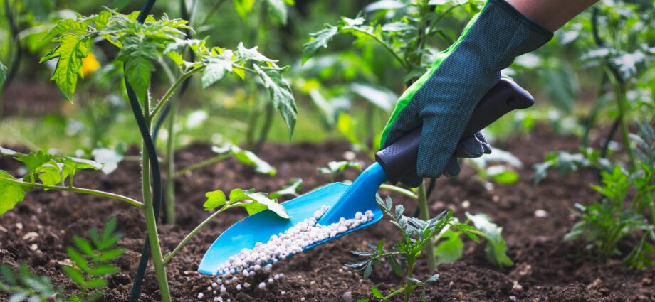 How to fertilize the soil correctly, how to plant seedlings correctly