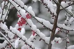 How to freeze plums for the winter