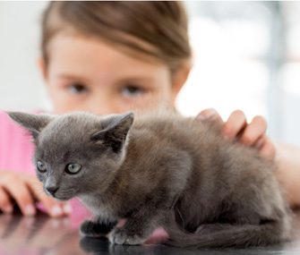 How to get a kitten for a small child, is it worth it