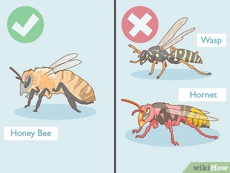 How to get rid of a bee nest: tips