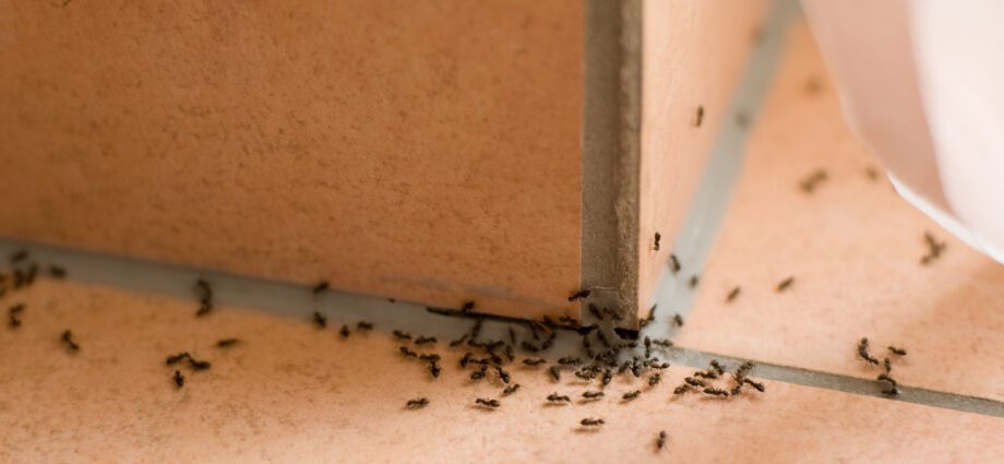 How to get rid of ants in the greenhouse and at home