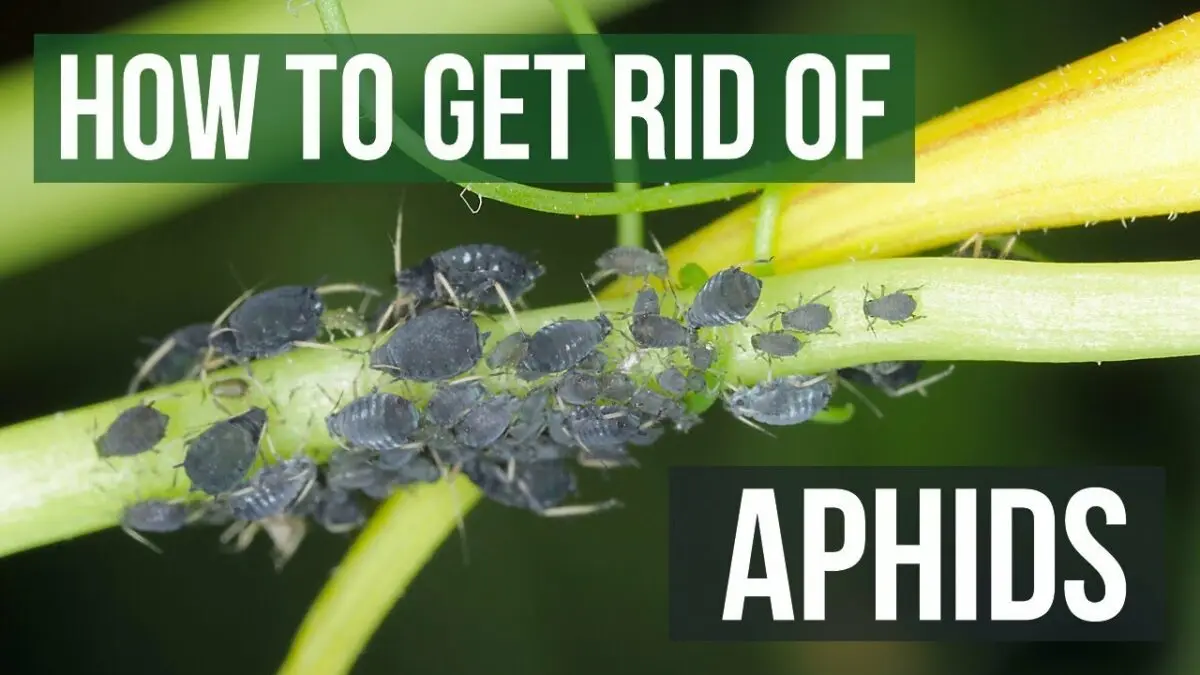 How to get rid of aphids on indoor plants at home