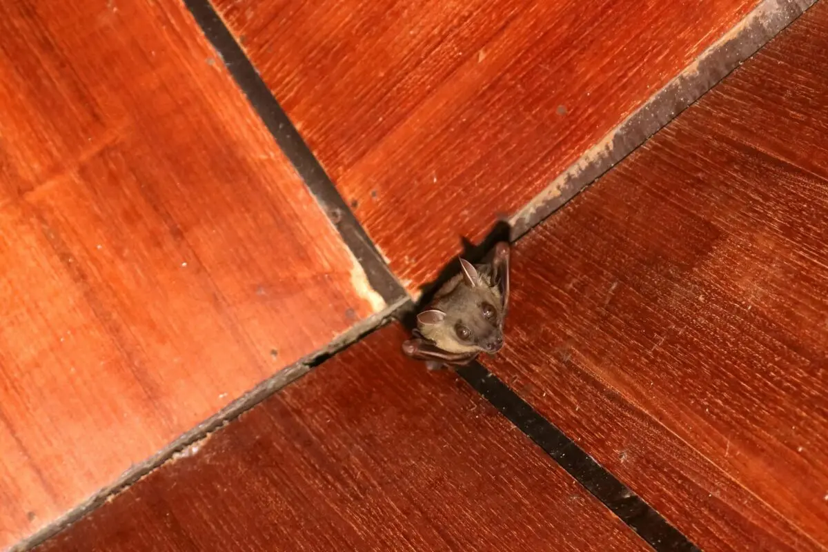 How to get rid of bats under the roof, in the country