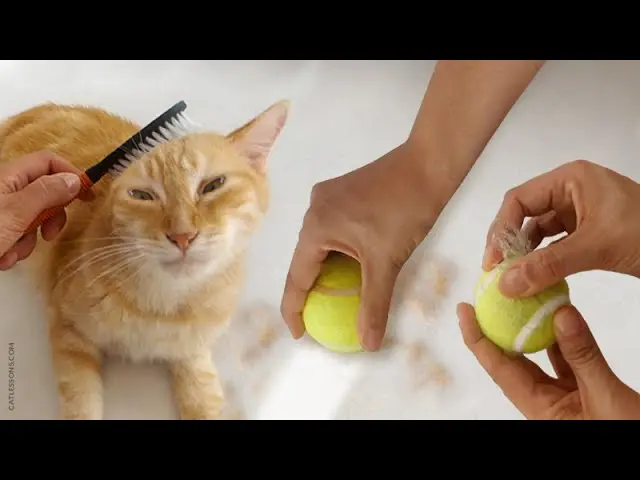 How to get rid of cat hair; the cat sheds a lot, what to do