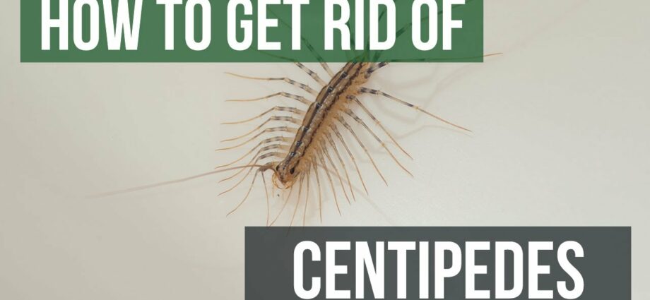 How to get rid of centipedes