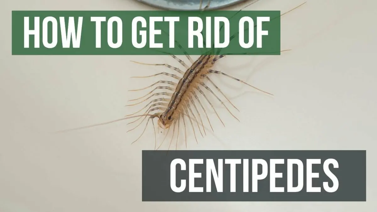 How to get rid of centipedes