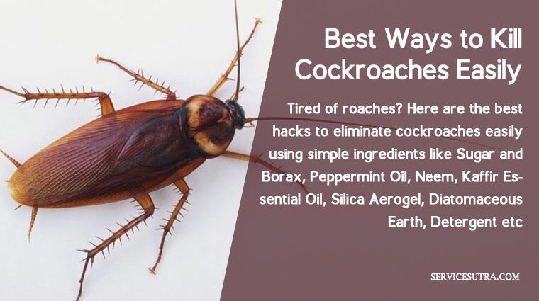 How to get rid of cockroaches in an apartment tips