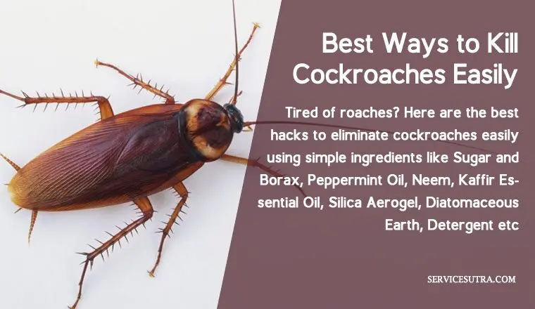 How to get rid of cockroaches in an apartment tips