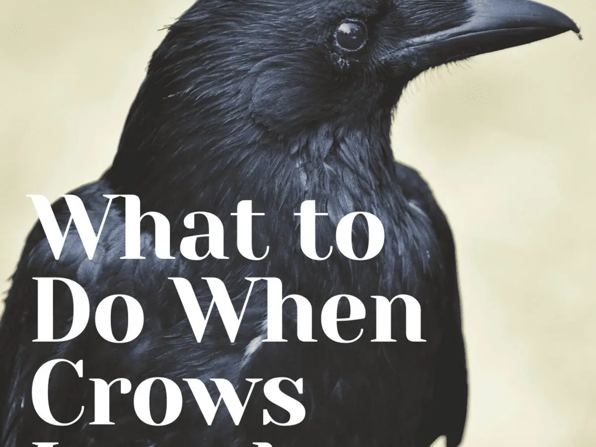 How to get rid of crows in the yard, on the site