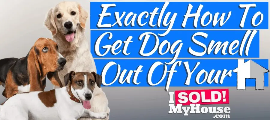 How to get rid of dog scent from a dog