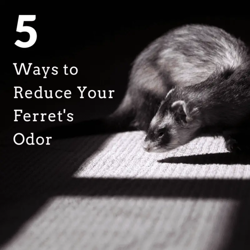 How to get rid of ferret odor