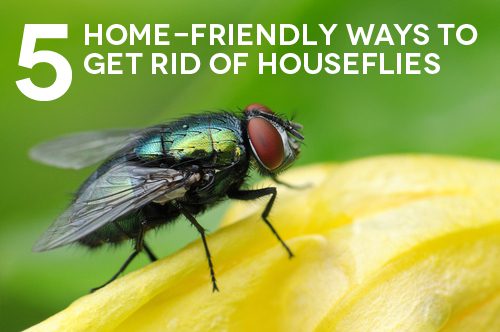 How to get rid of flies at home and in the country: proven methods