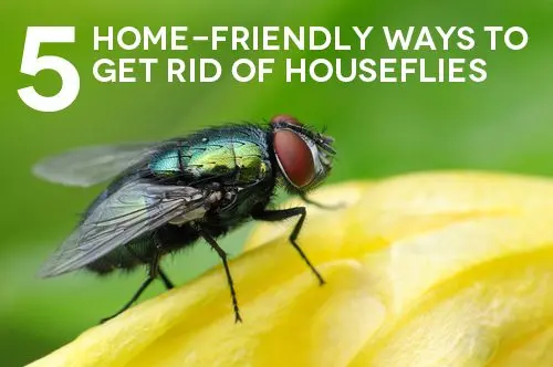 How to get rid of flies at home and in the country: proven methods