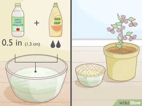 How to get rid of flower gnats