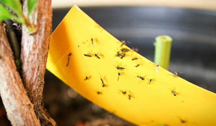 How to get rid of gnats in home colors and get rid of them