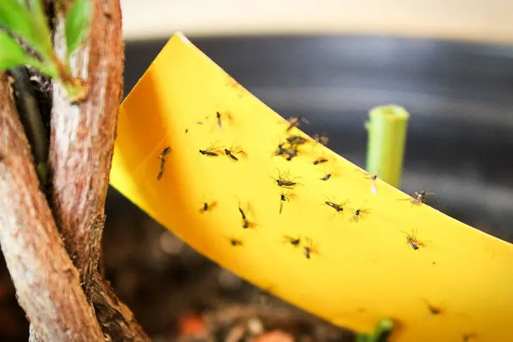 How to get rid of gnats in home colors and get rid of them