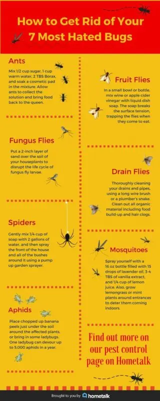 How to get rid of insects and moles in the area