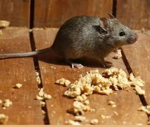 How to get rid of mice on the first floor for good